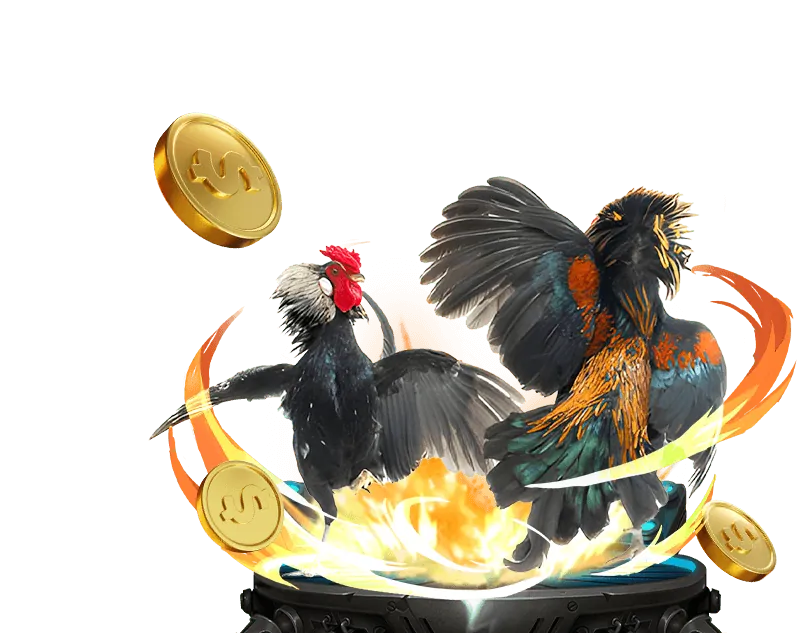 Hai chú gà chọi đang giao đấu quyết liệt trong một trận đá gà